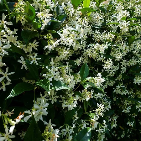 Grandma's Garden
