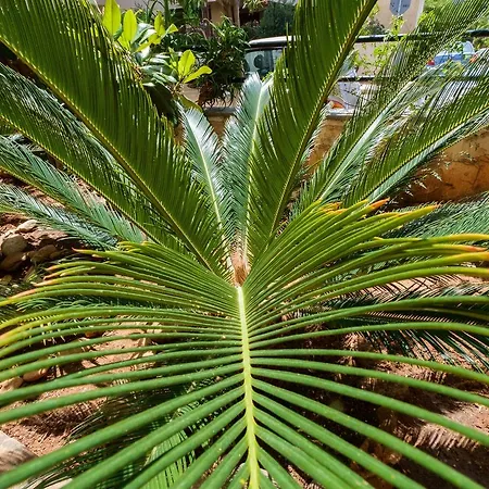 Grandma's Garden חאניה